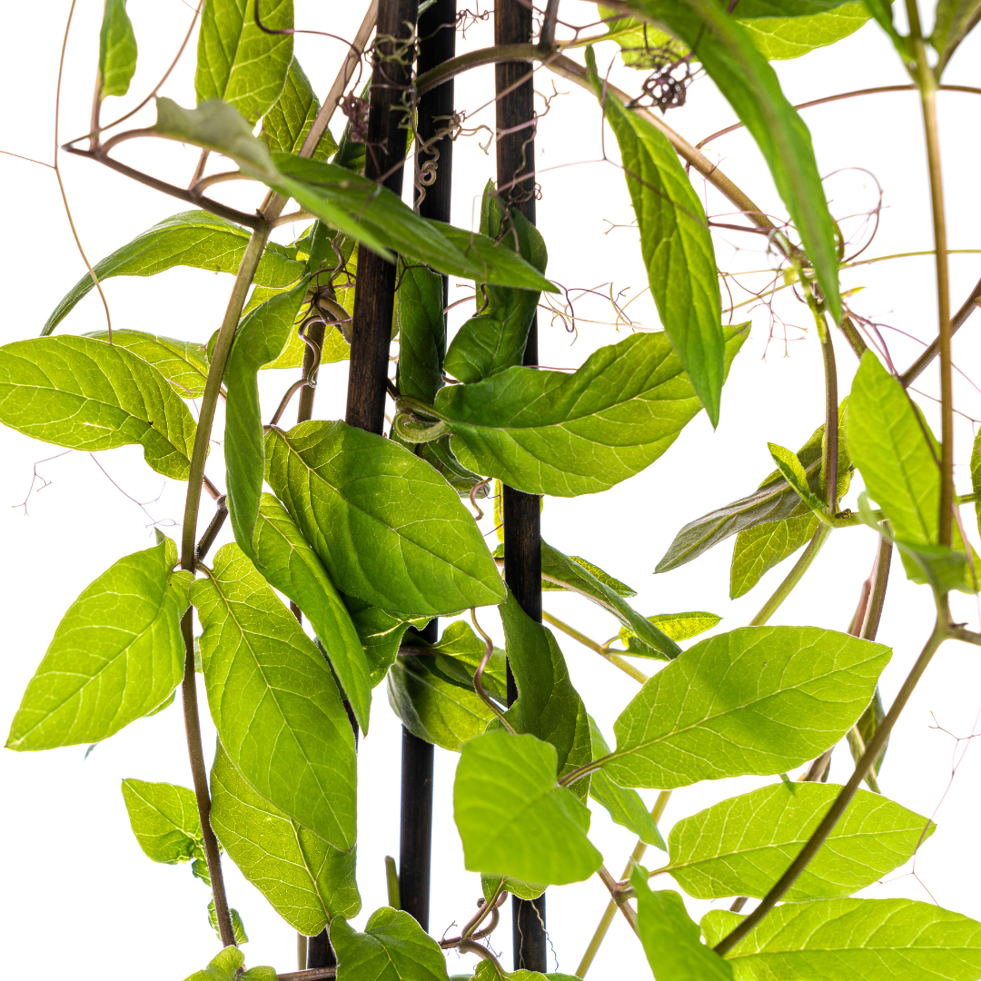4x Cobea scandens Violet Blue Ø13 cm - ↕60 cm - Botanic-Vibes