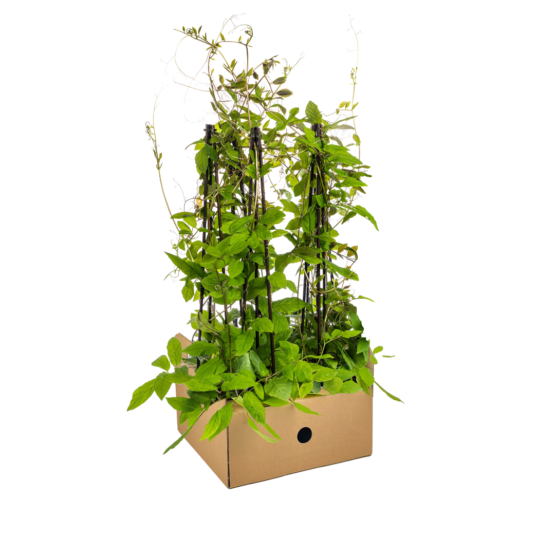 4x Cobea scandens Violet Blue Ø13 cm - ↕60 cm - Botanic-Vibes