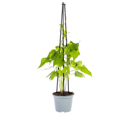 4x Ipomoea tricolor Heavenly Blue Ø13 cm - ↕60 cm - Botanic-Vibes