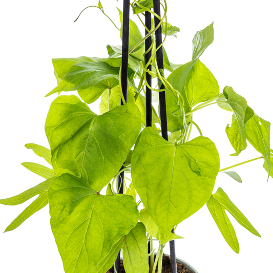 4x Ipomoea tricolor Heavenly Blue Ø13 cm - ↕60 cm - Botanic-Vibes