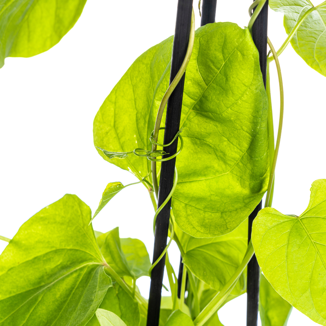 4x Ipomoea tricolor Heavenly Blue Ø13 cm - ↕60 cm - Botanic-Vibes