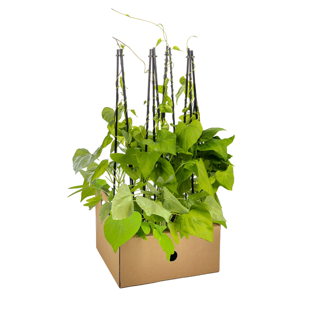 4x Ipomoea tricolor Heavenly Blue Ø13 cm - ↕60 cm - Botanic-Vibes