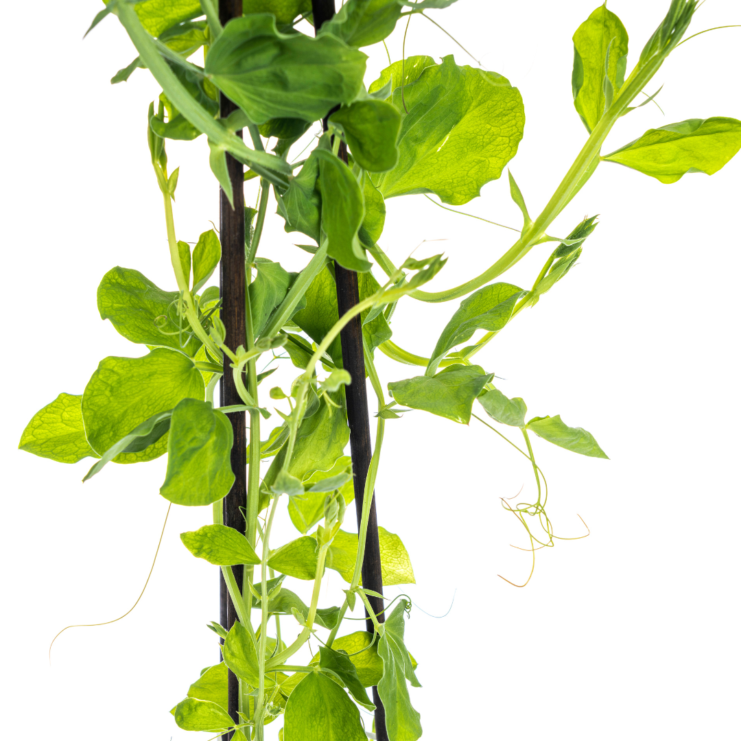 4x Lathyrus odoratus Ø13 cm - ↕60 cm - Botanic-Vibes