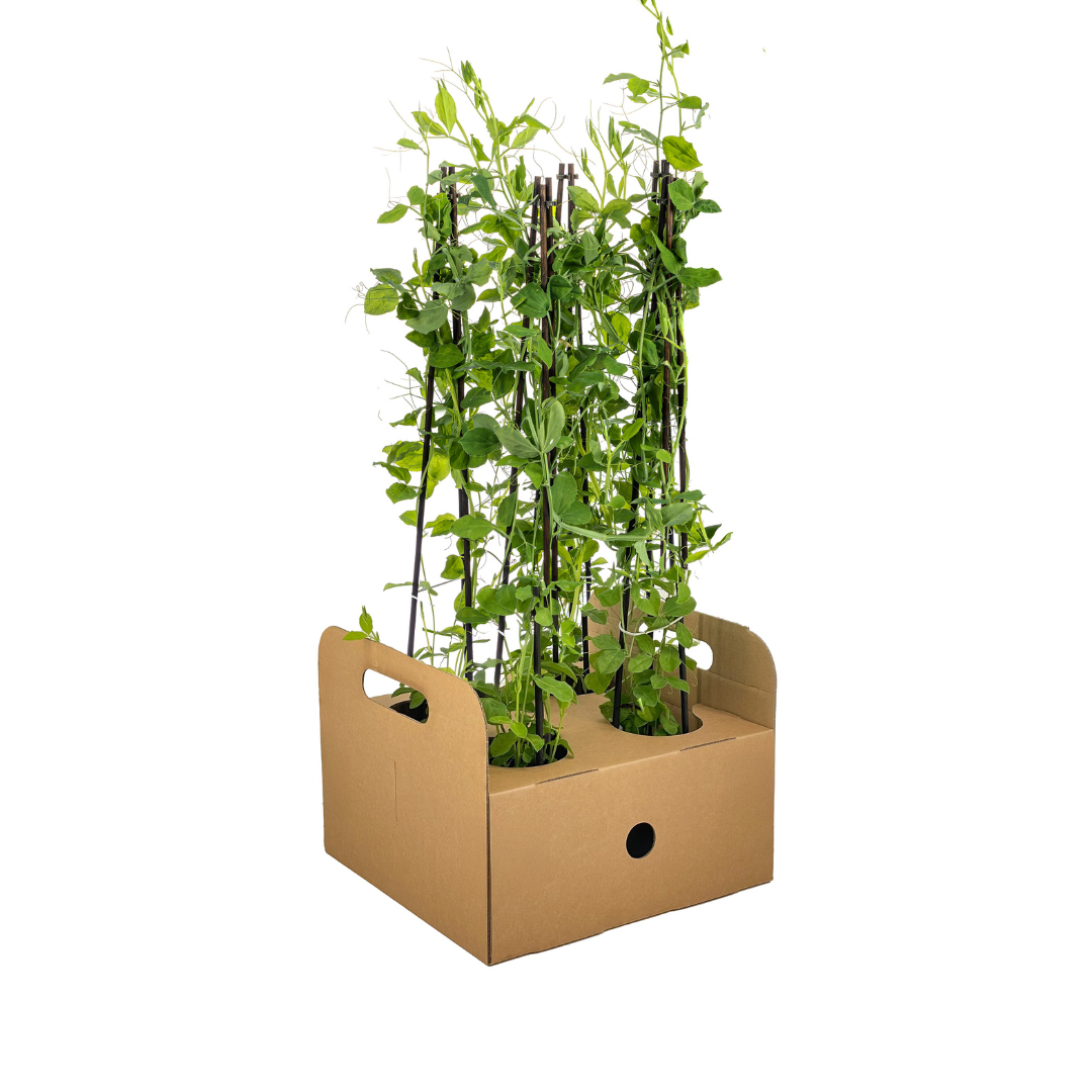 4x Lathyrus odoratus Ø13 cm - ↕60 cm - Botanic-Vibes