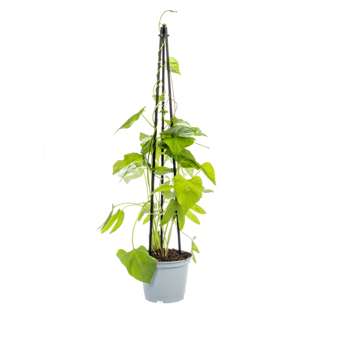 4x Mix aus Kletterpflanzen: Rhodochiton, Cobea, Lathyrus & Ipomoea Ø13 cm - ↕60 cm - Botanic-Vibes