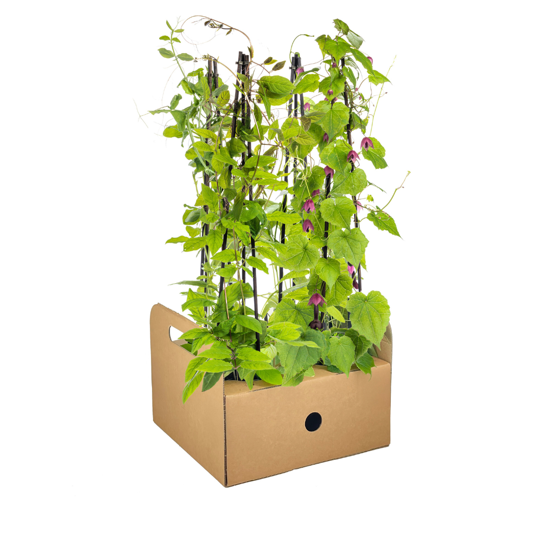 4x Mix aus Kletterpflanzen: Rhodochiton, Cobea, Lathyrus & Ipomoea Ø13 cm - ↕60 cm - Botanic-Vibes