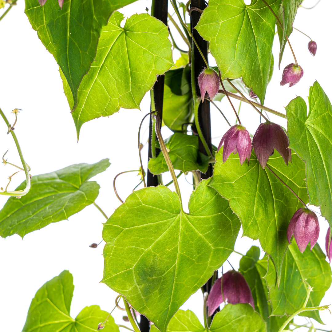 4x Rhodochiton atrosanguineum Purple Bells Ø13 cm - ↕60 cm - Botanic-Vibes