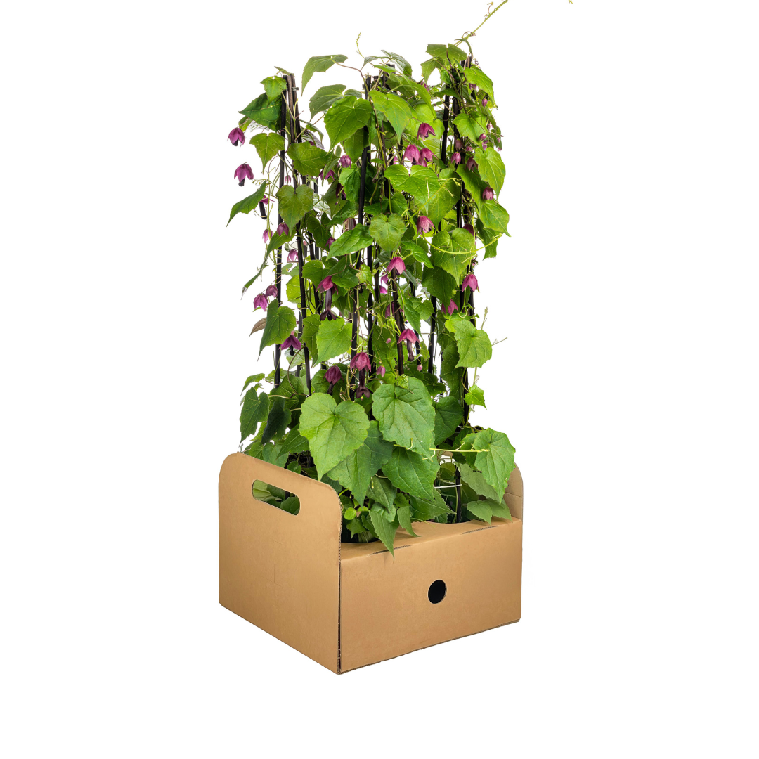 4x Rhodochiton atrosanguineum Purple Bells Ø13 cm - ↕60 cm - Botanic-Vibes