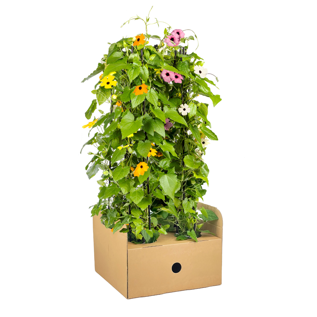 4x Thunbergia alata Sunny Susy Mix Ø13 cm - ↕60 cm - Botanic-Vibes