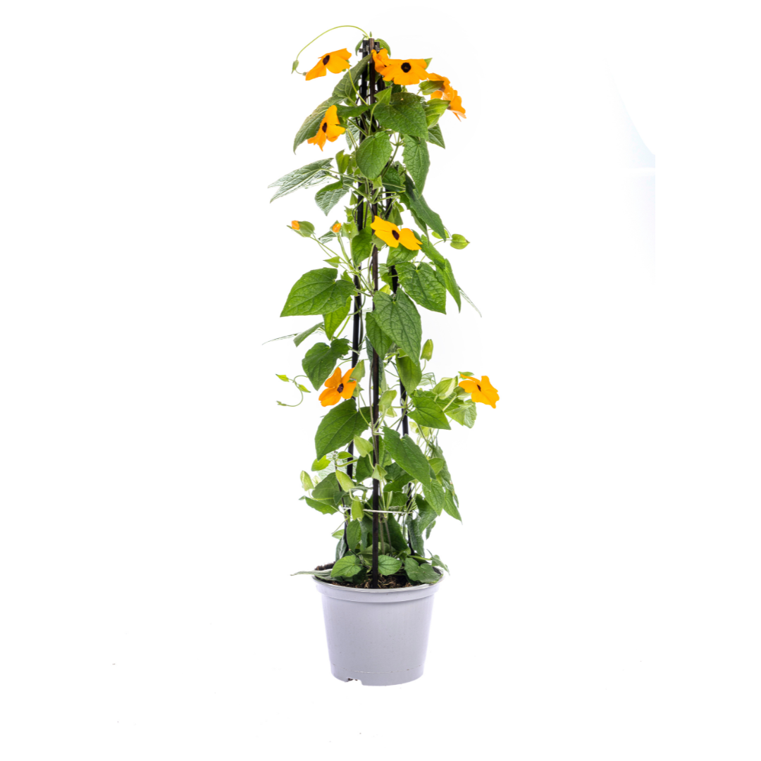 4x Thunbergia alata Sunny Susy New Orange Ø13 cm - ↕60 cm - Botanic-Vibes