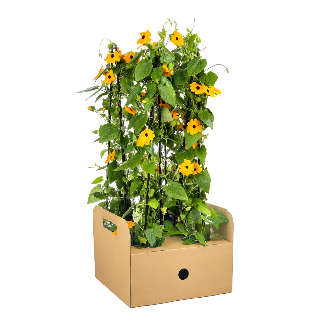 4x Thunbergia alata Sunny Susy New Orange Ø13 cm - ↕60 cm - Botanic-Vibes