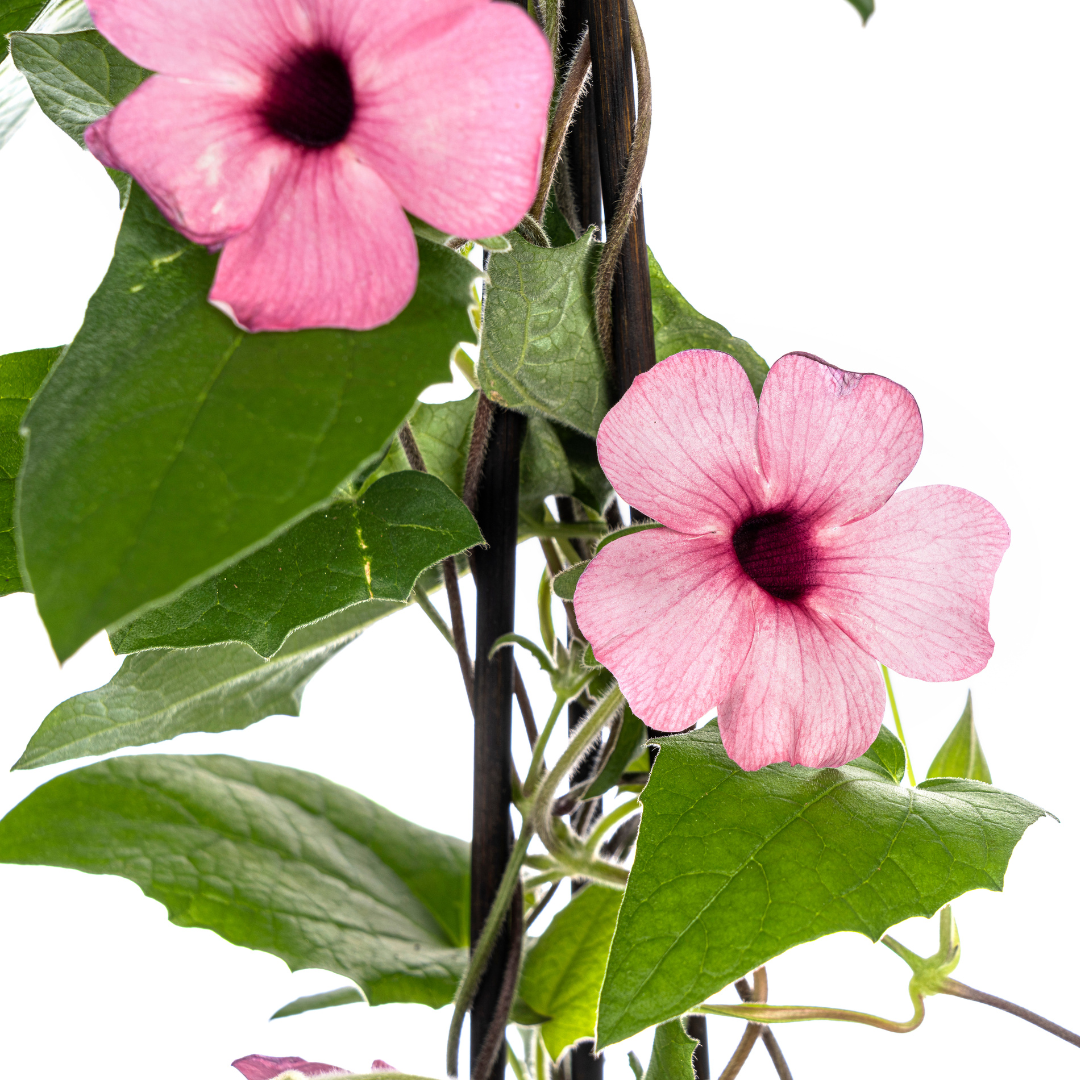 4x Thunbergia alata Sunny Susy Rose Sensation Ø13 cm - ↕60 cm - Botanic-Vibes