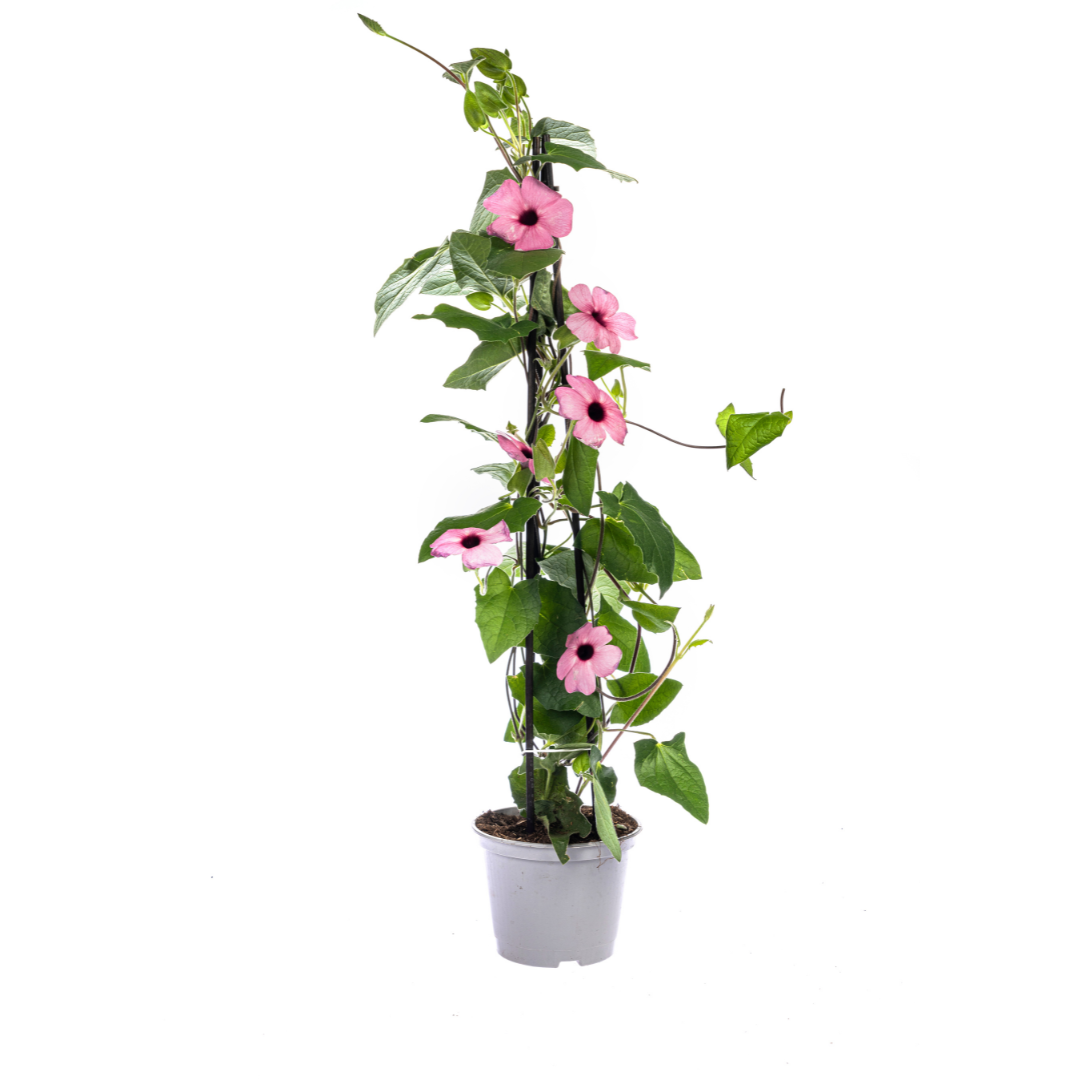 4x Thunbergia alata Sunny Susy Rose Sensation Ø13 cm - ↕60 cm - Botanic-Vibes