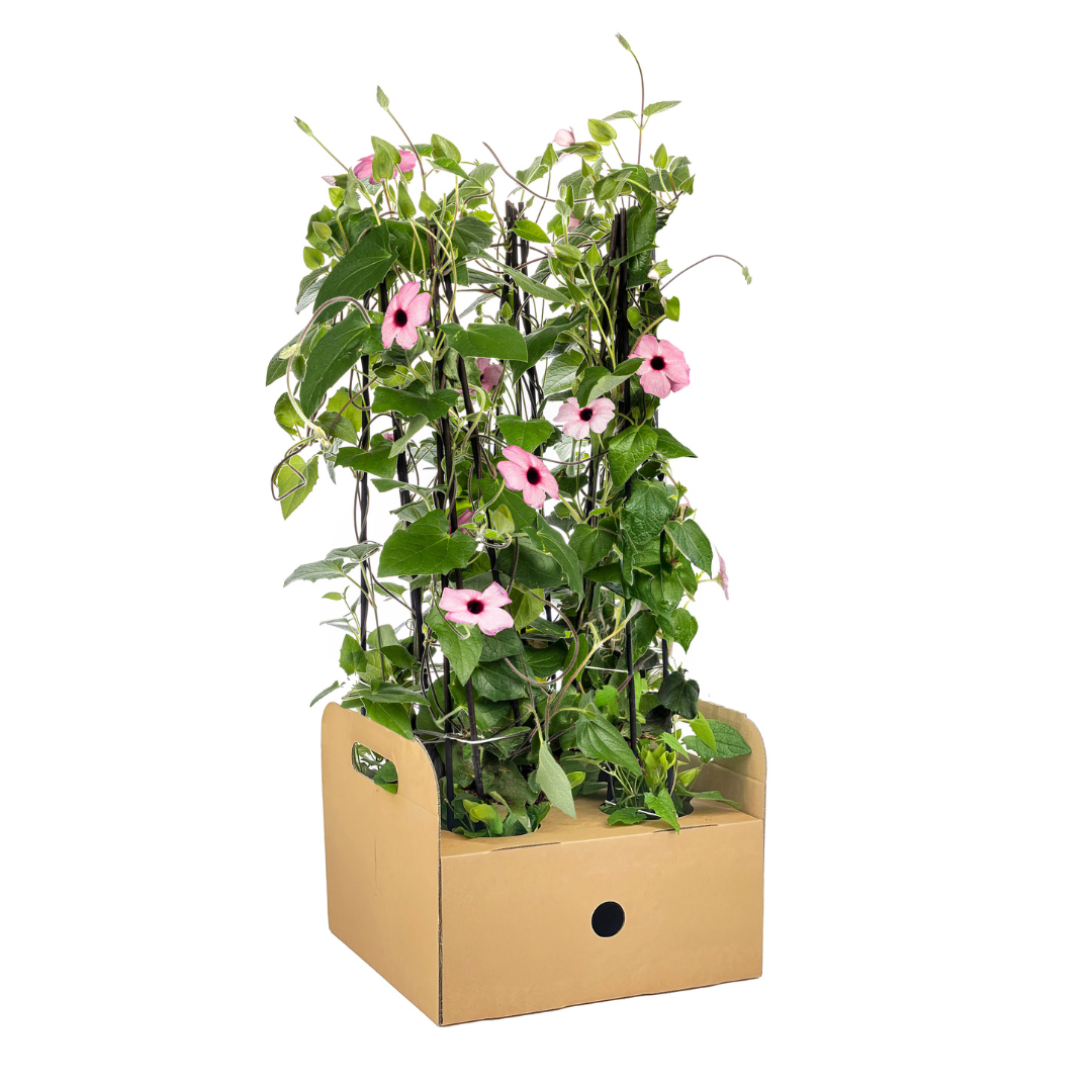 4x Thunbergia alata Sunny Susy Rose Sensation Ø13 cm - ↕60 cm - Botanic-Vibes