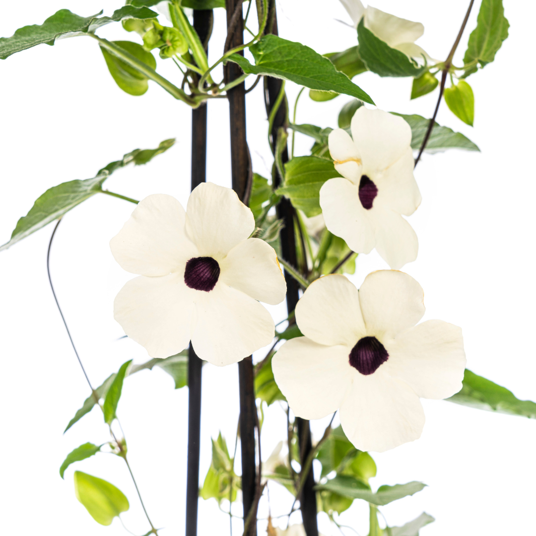 4x Thunbergia alata Sunny Susy White Ø13 cm - ↕60 cm - Botanic-Vibes