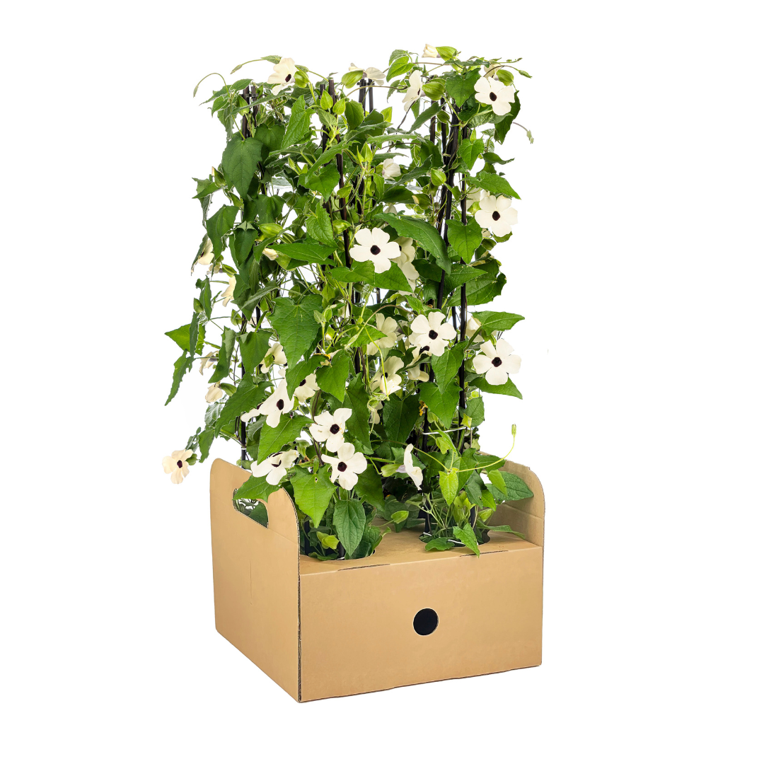 4x Thunbergia alata Sunny Susy White Ø13 cm - ↕60 cm - Botanic-Vibes