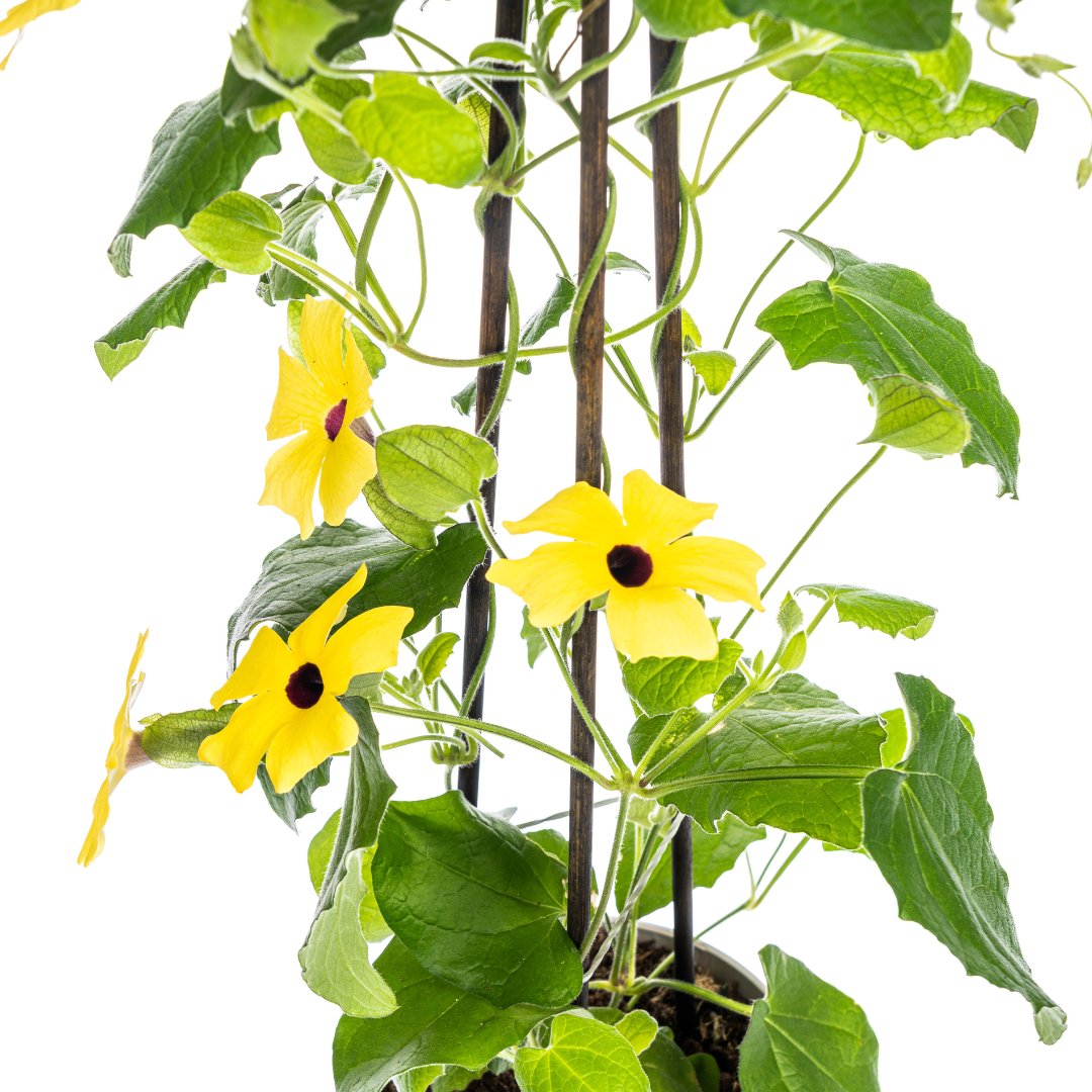 4x Thunbergia alata Sunny Susy Yellow Ø13 cm - ↕60 cm - Botanic-Vibes