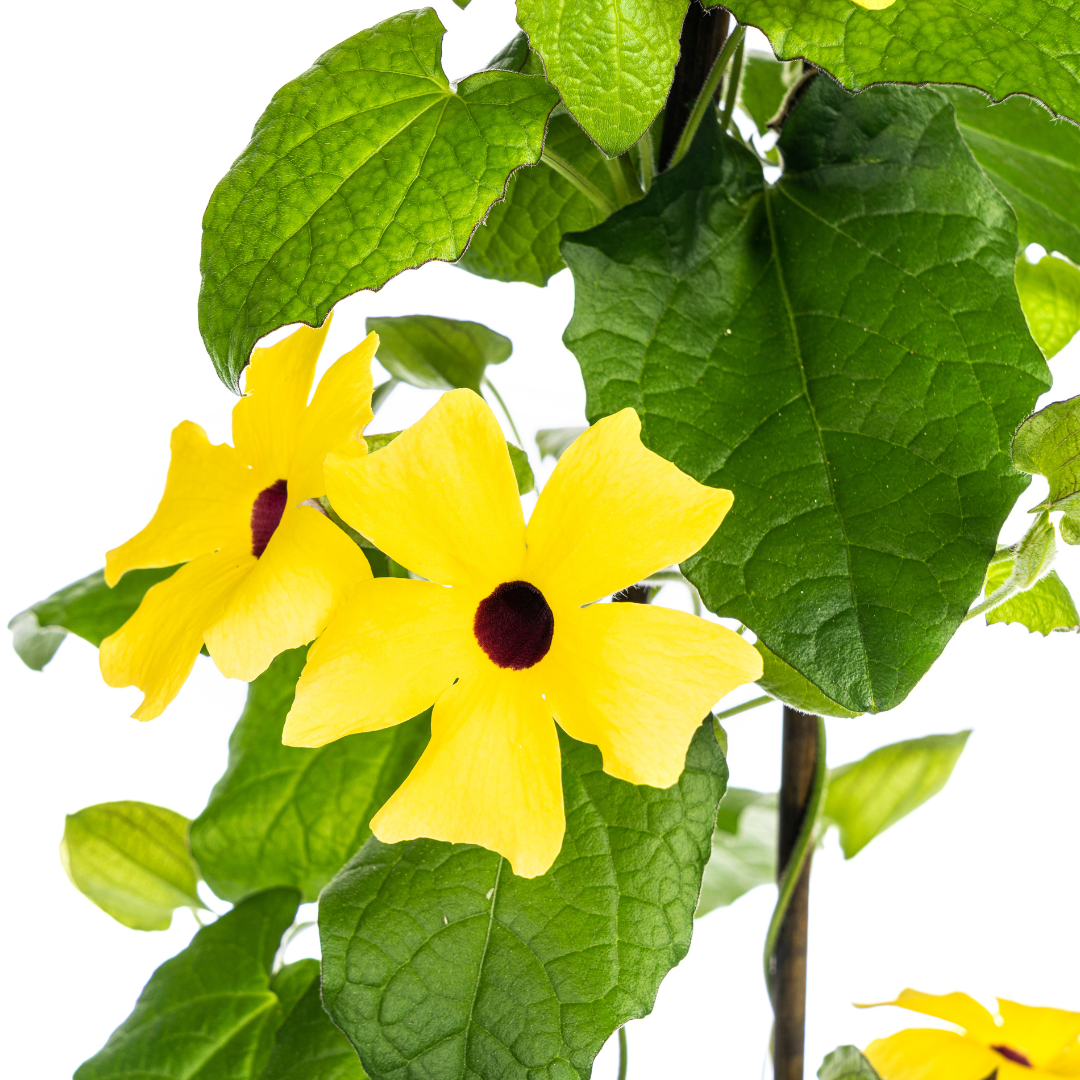 4x Thunbergia alata Sunny Susy Yellow Ø13 cm - ↕60 cm - Botanic-Vibes