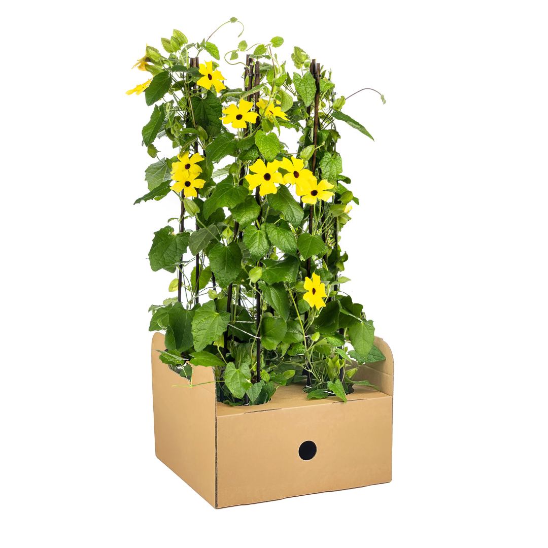 4x Thunbergia alata Sunny Susy Yellow Ø13 cm - ↕60 cm - Botanic-Vibes