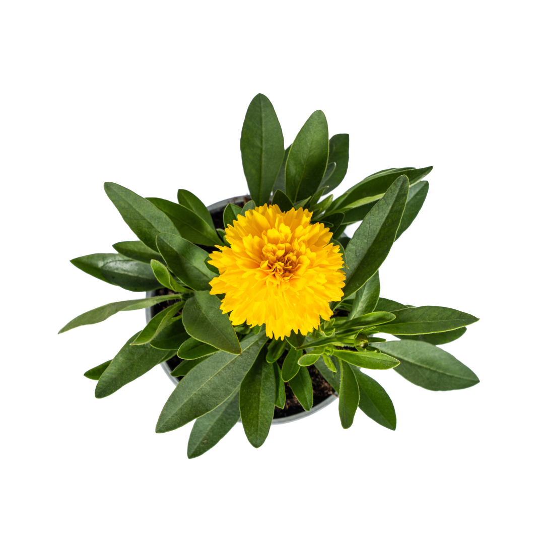8x Coreopsis Grandiflora Ø13cm - ↕25 - 35cm - Botanic-Vibes