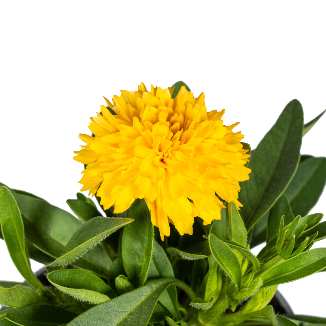 8x Coreopsis Grandiflora Ø13cm - ↕25 - 35cm - Botanic-Vibes