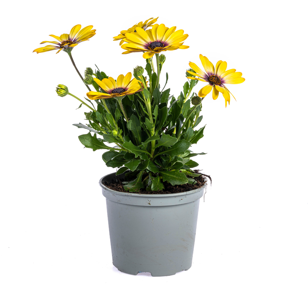 8x Osteospermum ecklonis Gelb Ø12 cm - ↕20 cm - Botanic-Vibes