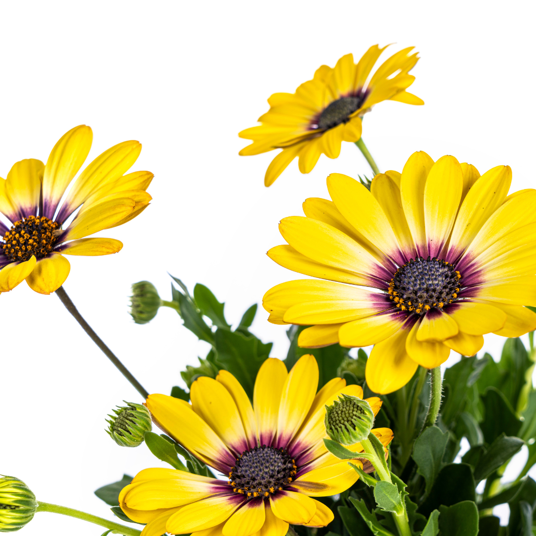 8x Osteospermum ecklonis Gelb Ø12 cm - ↕20 cm - Botanic-Vibes