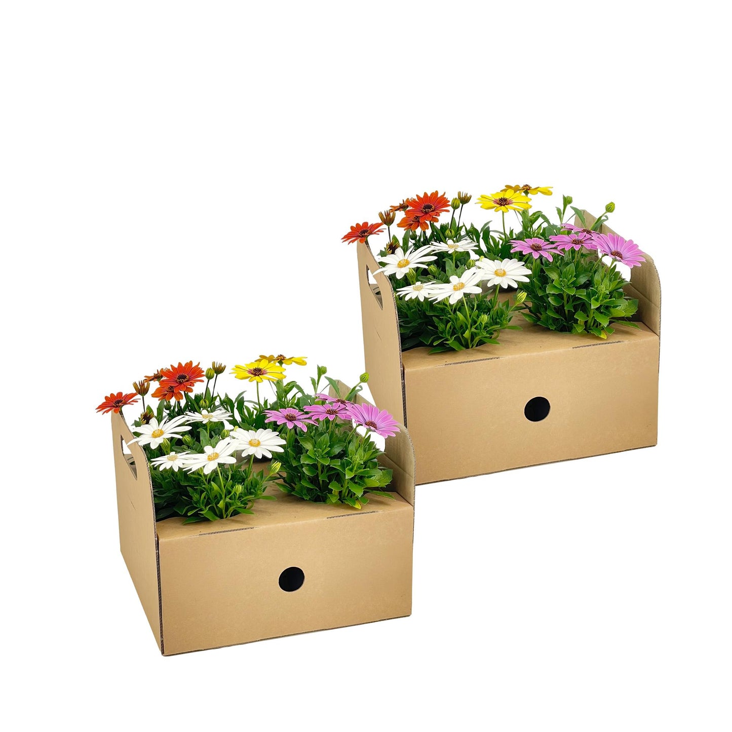 8x Osteospermum ecklonis Mix Ø12 cm - ↕20 cm - Botanic-Vibes