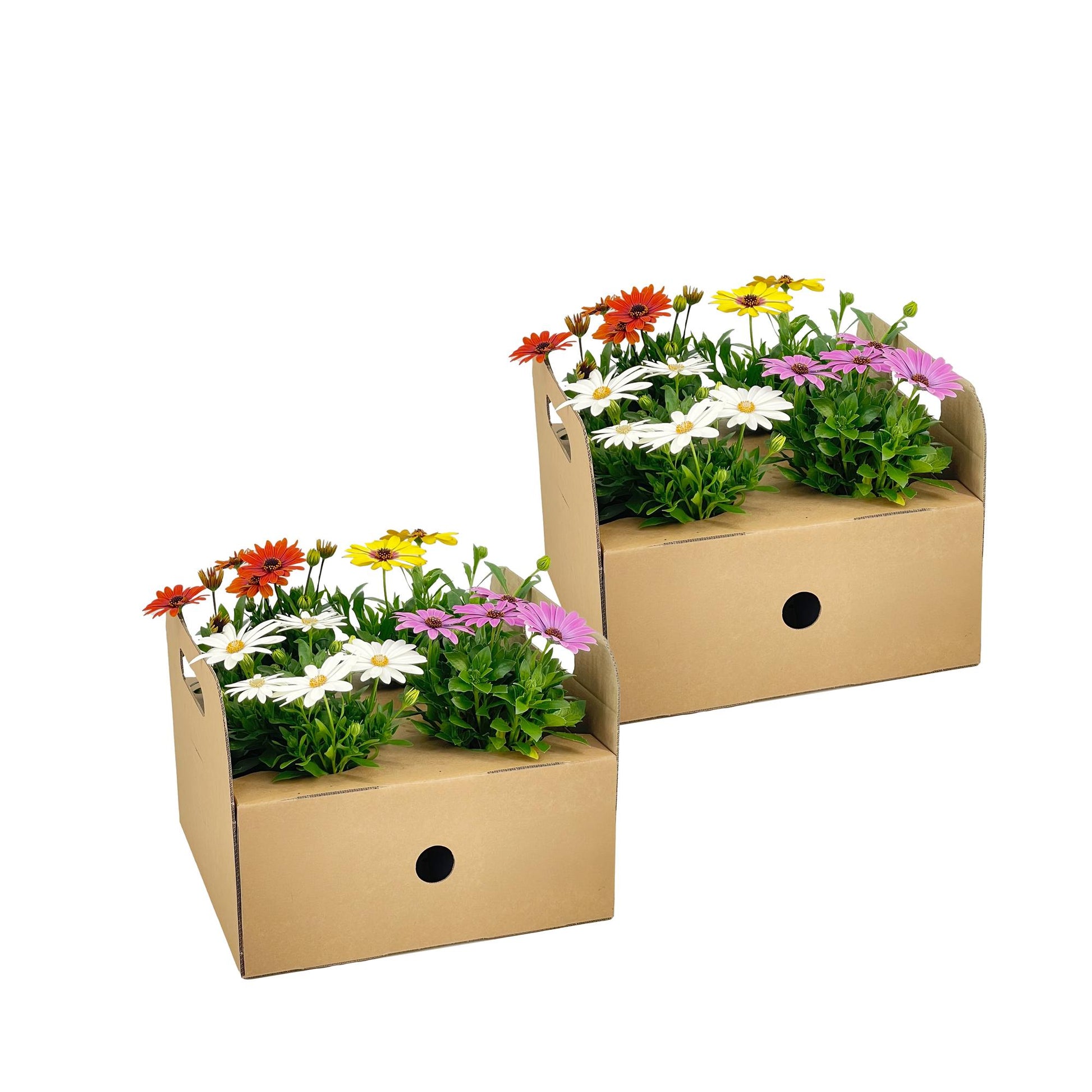 8x Osteospermum ecklonis Mix Ø12 cm - ↕20 cm - Botanic-Vibes