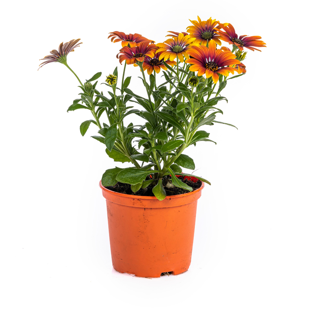 8x Osteospermum ecklonis Mix Ø12 cm - ↕20 cm - Botanic-Vibes