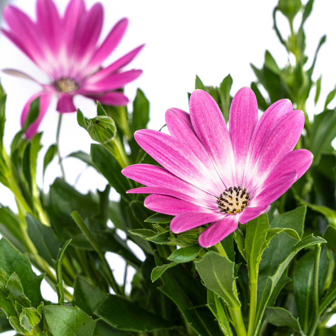 8x Osteospermum ecklonis Pink Ø12 cm - ↕20 cm - Botanic-Vibes