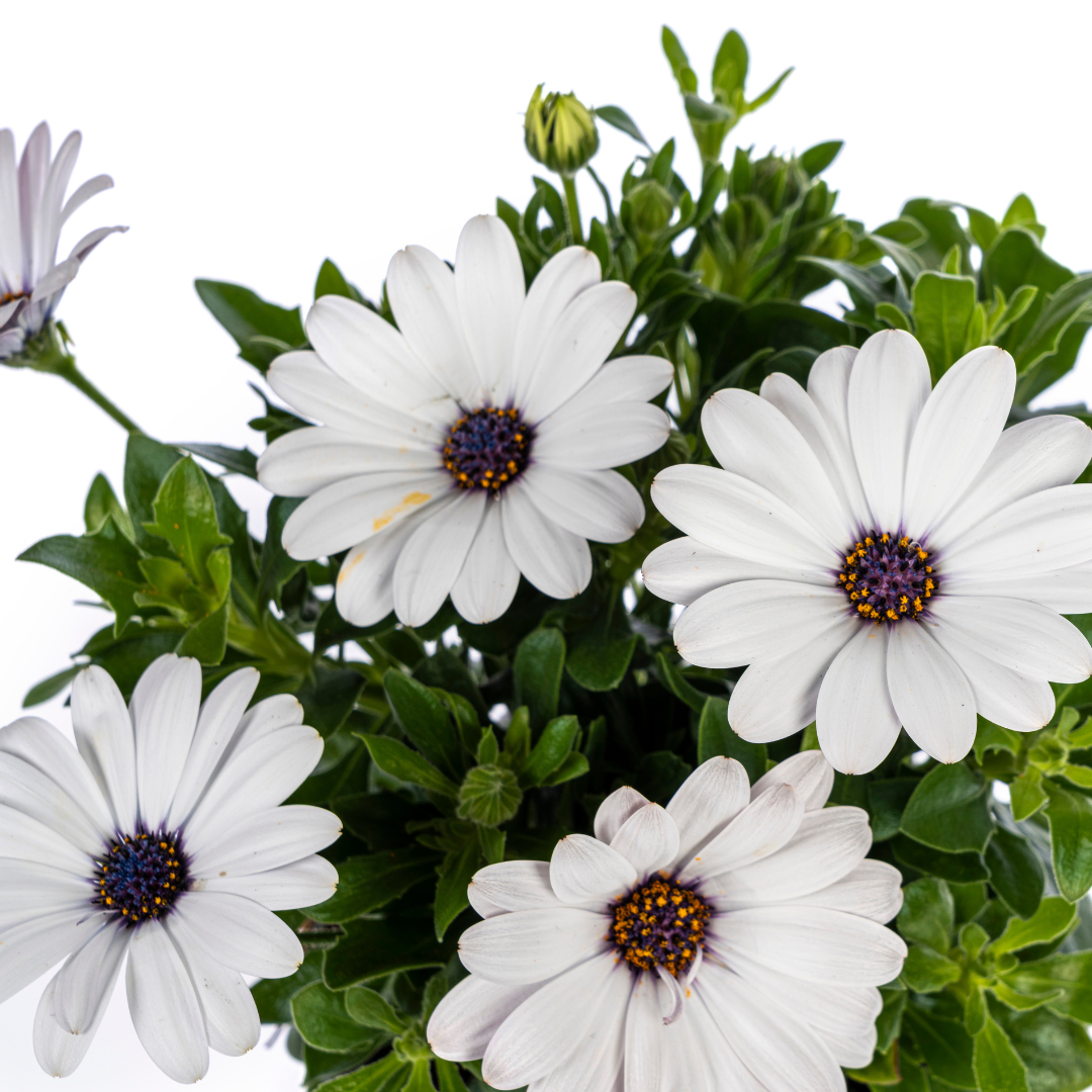8x Osteospermum ecklonis Weiß Ø12 cm - ↕20 cm - Botanic-Vibes