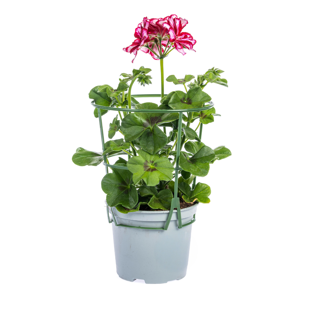 8x Pelargonium peltatum Mexica Ruby Ø12 cm - ↕20 cm - Botanic-Vibes