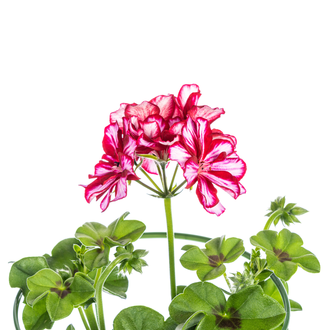 8x Pelargonium peltatum Mexica Ruby Ø12 cm - ↕20 cm - Botanic-Vibes