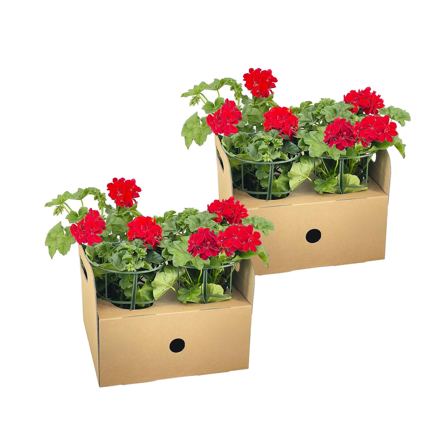 8x Pelargonium peltatum Rot Ø12 cm - ↕20 cm - Botanic-Vibes