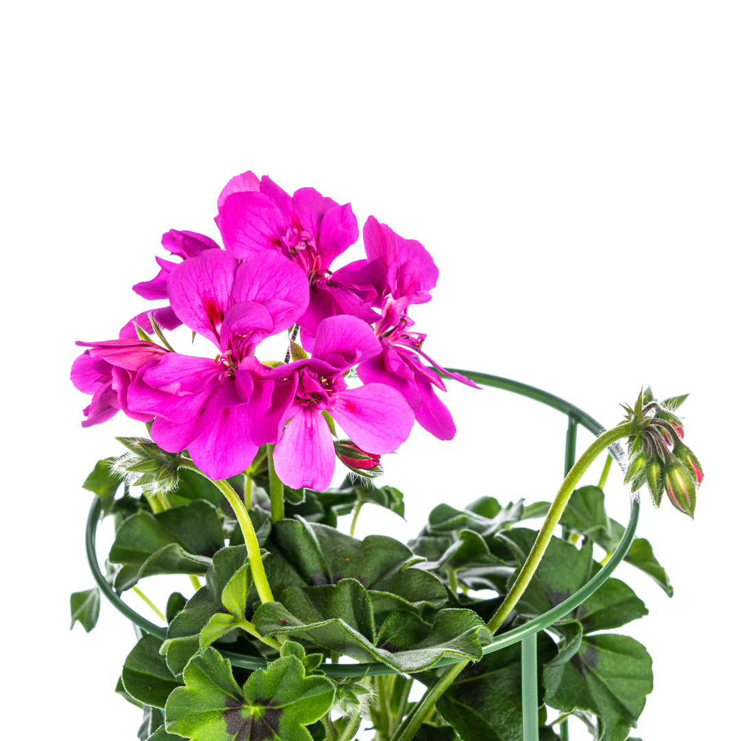 8x Pelargonium peltatum Violet Ø12 cm - ↕20 cm - Botanic-Vibes