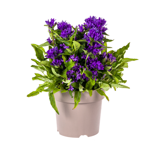 Campanula Glomerata Genti Blue Ø19cm - ↕30 - 40cm - Botanic-Vibes