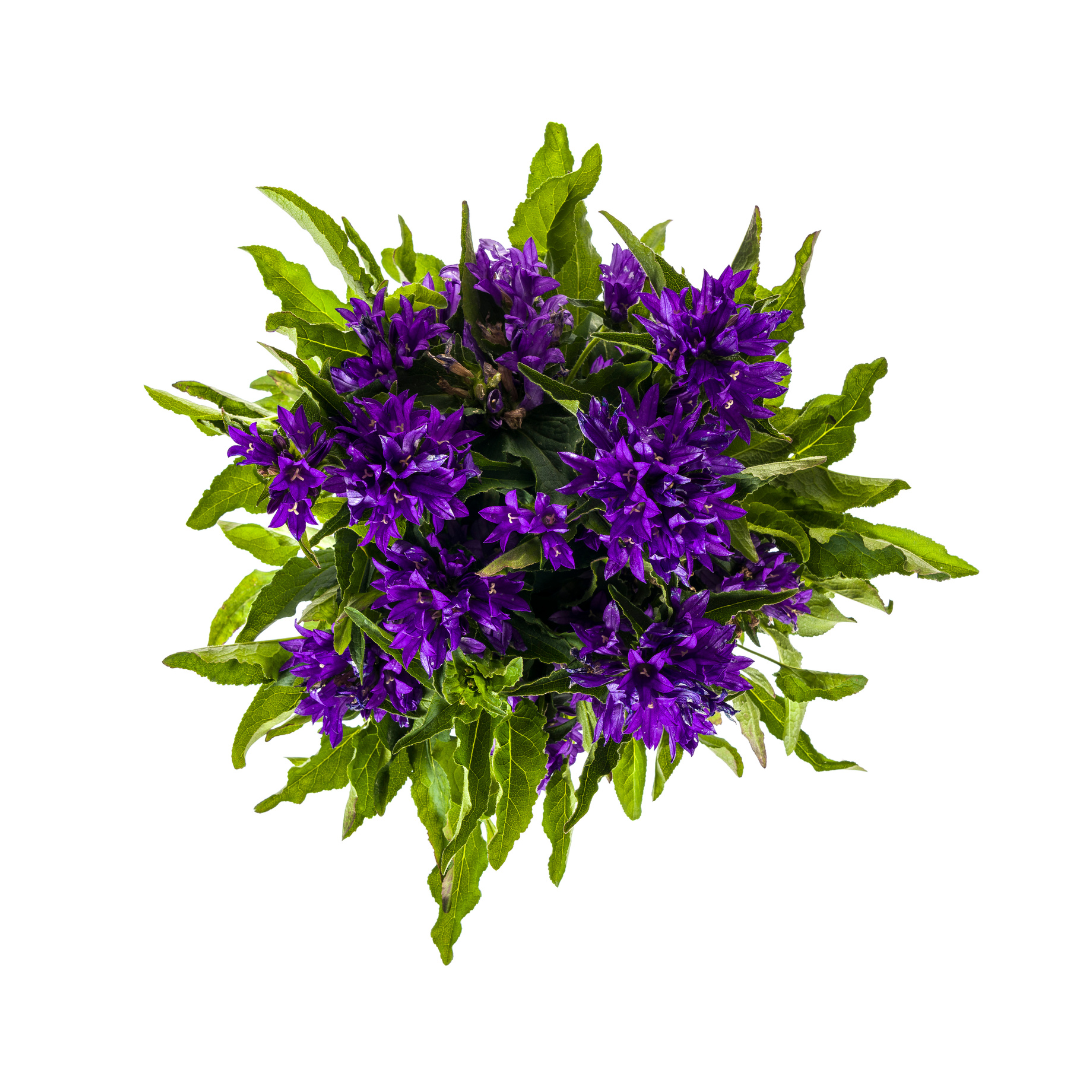 Campanula Glomerata Genti Blue Ø19cm - ↕30 - 40cm - Botanic-Vibes