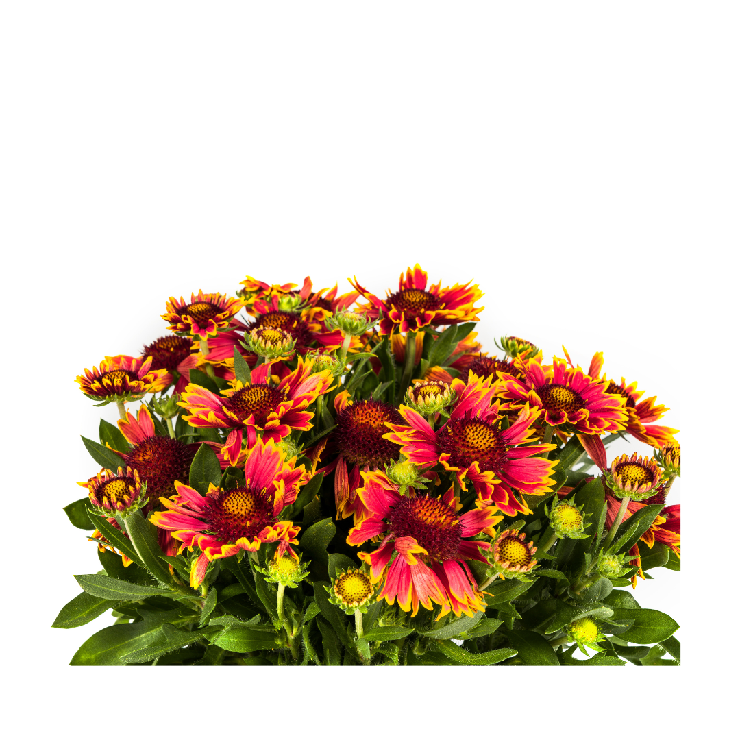 Gaillardia aristata Ø19cm - ↕40 - 50cm - Botanic-Vibes