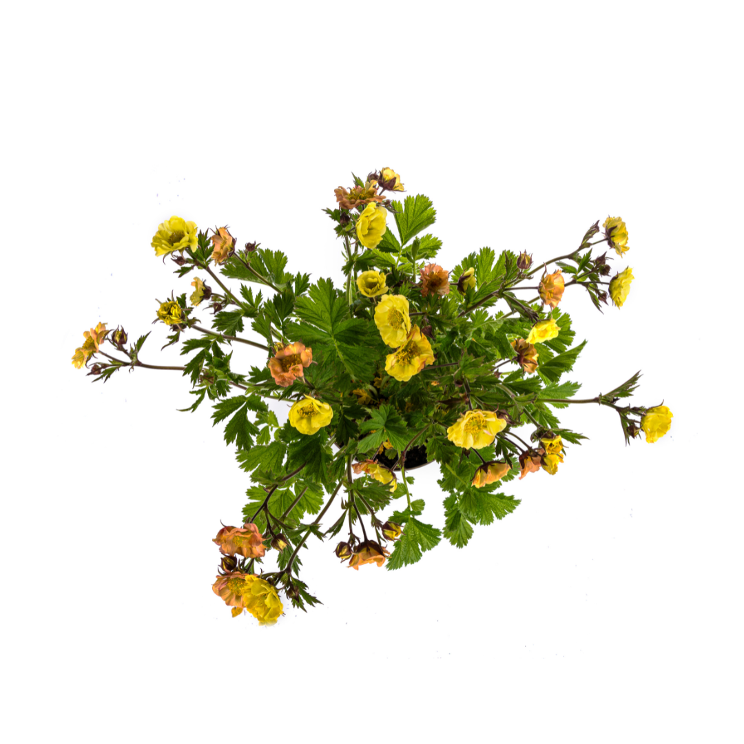 Geum Rivale Yellow Ø19cm - ↕50 - 70cm - Botanic-Vibes