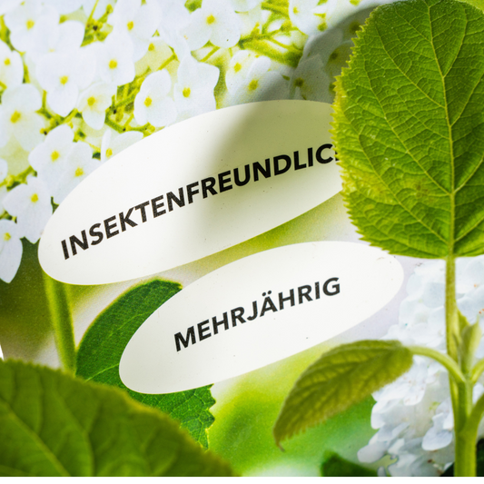 Hydrangea arborescens Annabelle Potcover Ø19cm ↕30 - 40cm - Botanic-Vibes