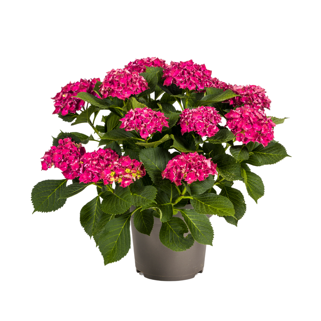 Hydrangea macrophylla Red Ø24cm - ↕70 - 80cm - Botanic-Vibes