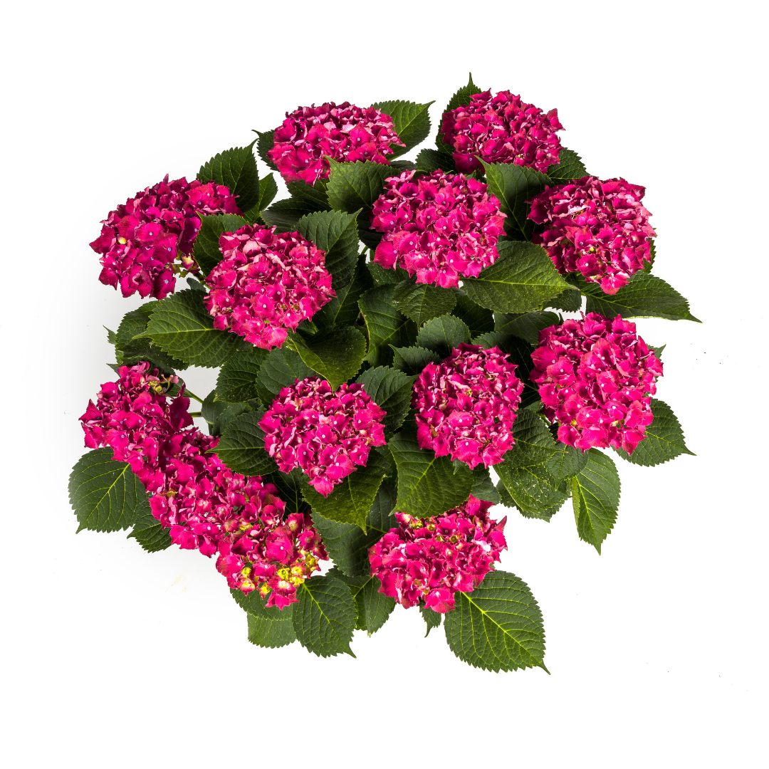 Hydrangea macrophylla Red Ø24cm - ↕70 - 80cm - Botanic-Vibes