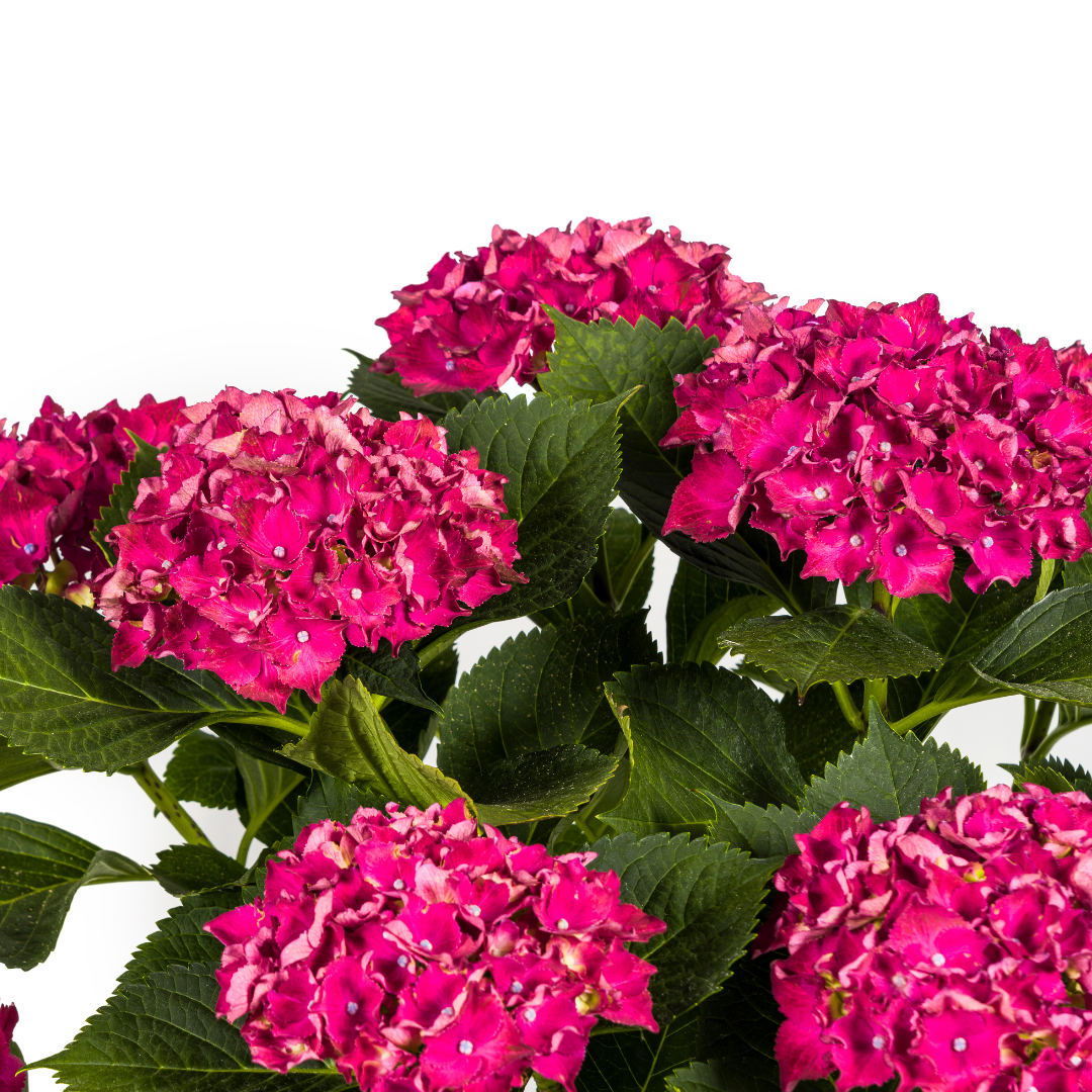 Hydrangea macrophylla Red Ø24cm - ↕70 - 80cm - Botanic-Vibes