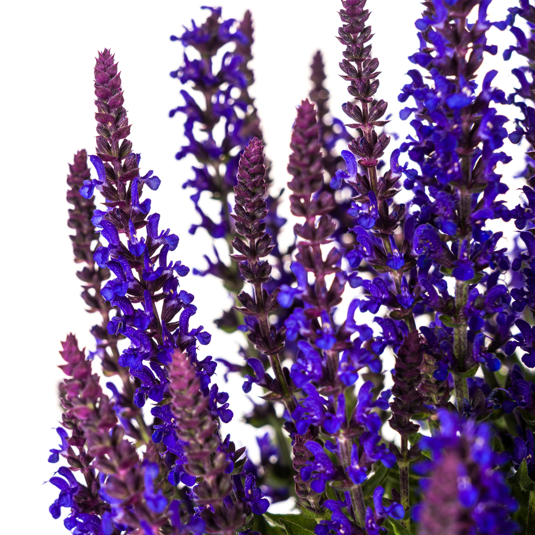 Salvia nemorosa Rianne Ø19cm - ↕50 - 60cm - Botanic-Vibes