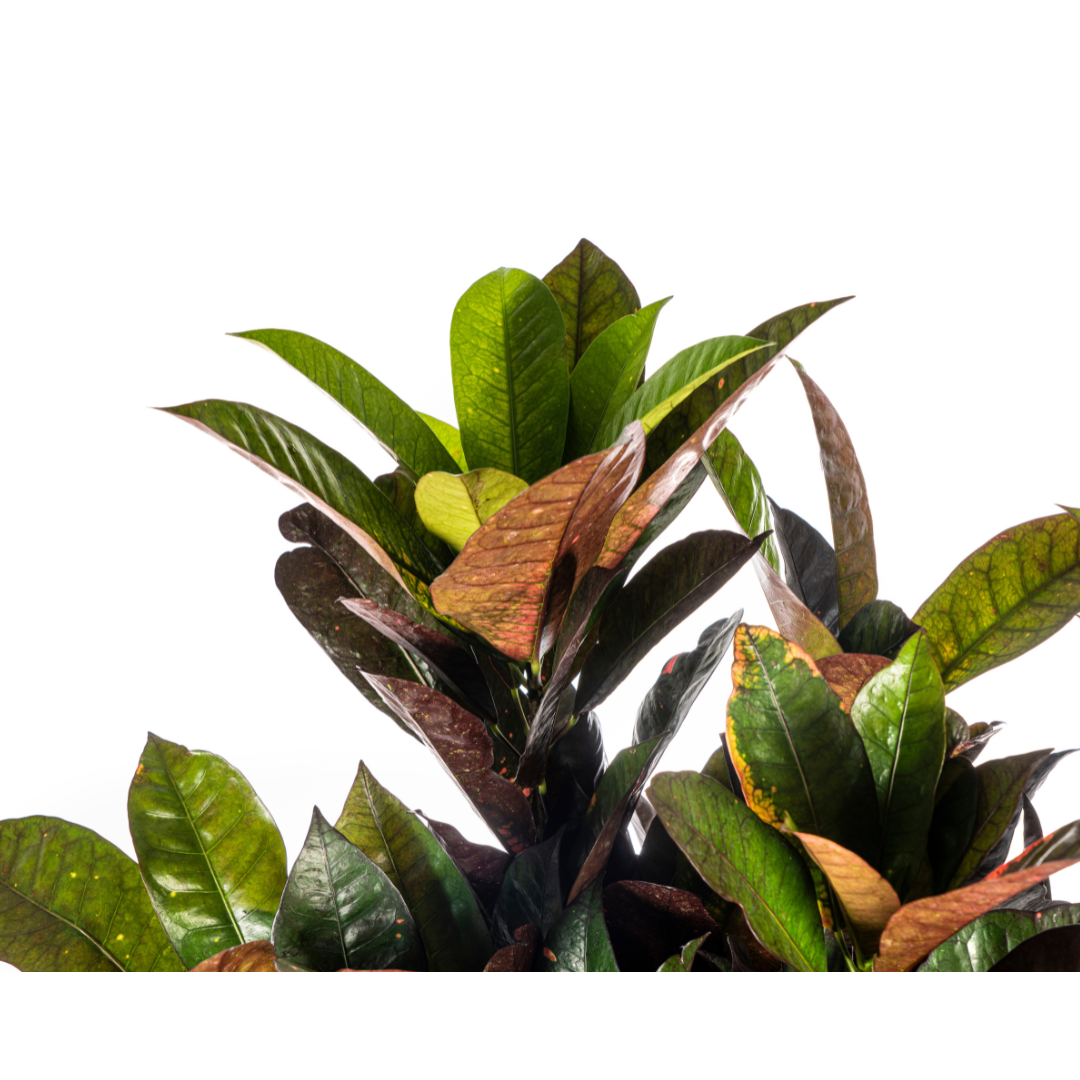 Codiaeum 'Croton' Iceton Ø24cm - ↕80-100cm - Botanic-Vibes
