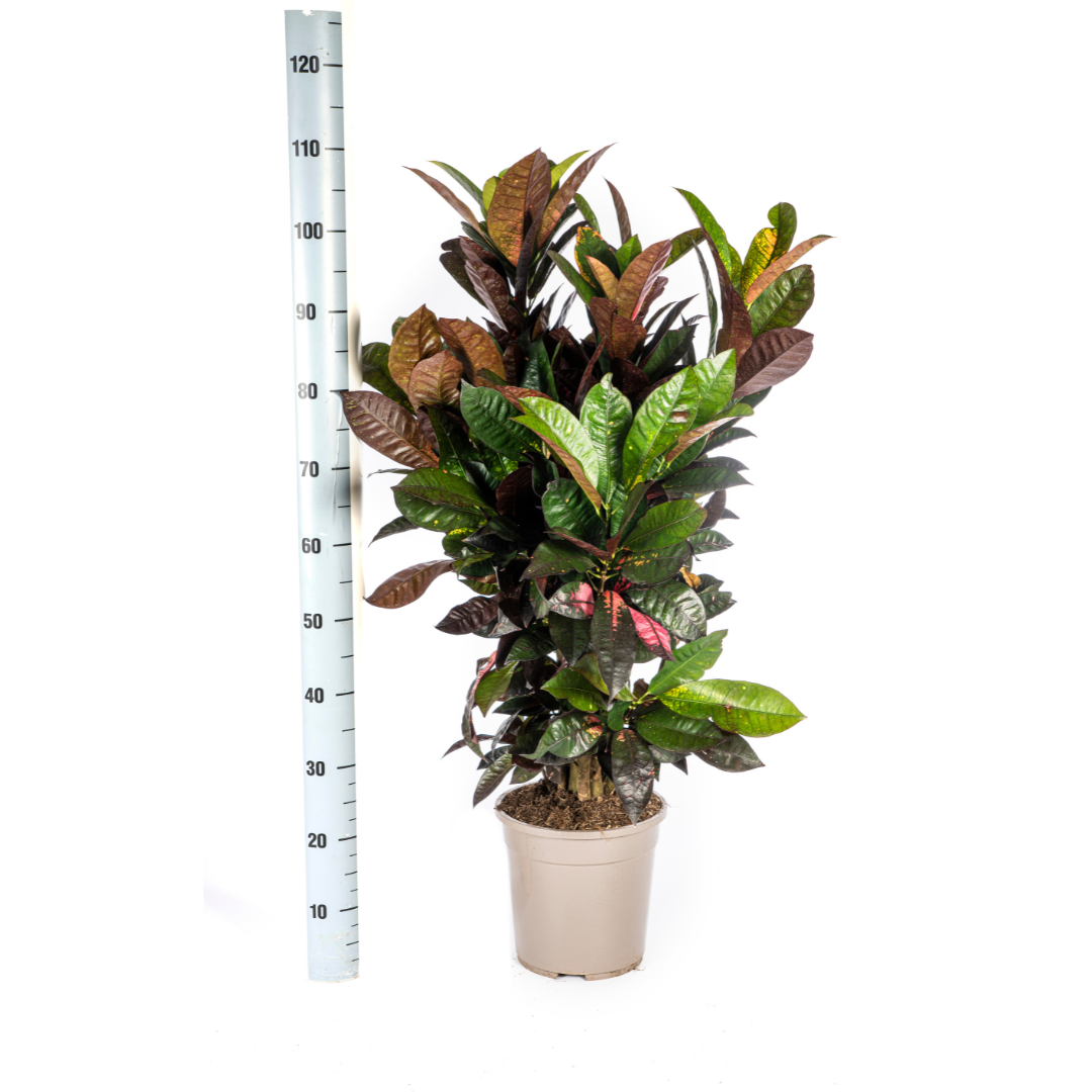 Codiaeum 'Croton' Iceton Ø24cm - ↕80-100cm - Botanic-Vibes