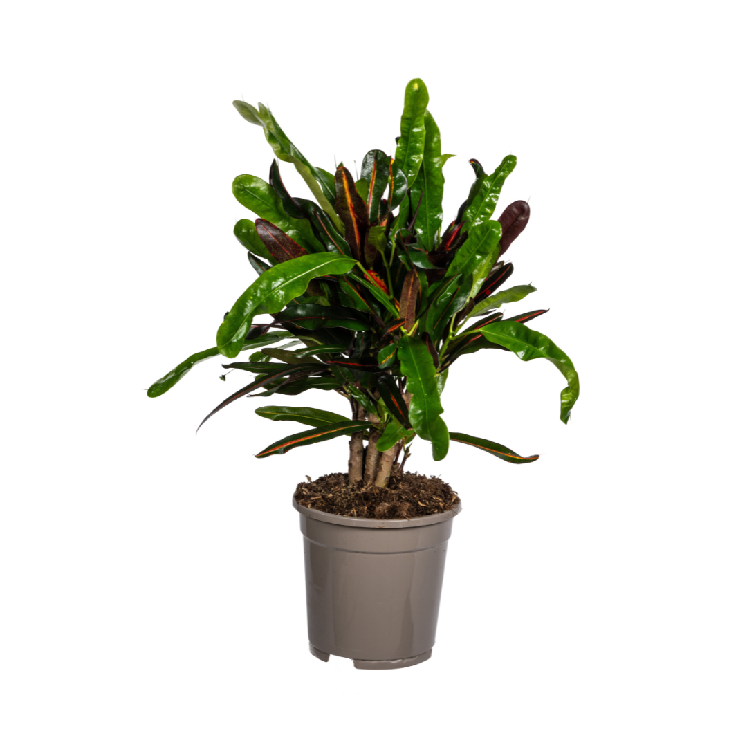 Codiaeum 'Croton' Mamey Ø17cm - ↕40 - 60cm - Botanic-Vibes