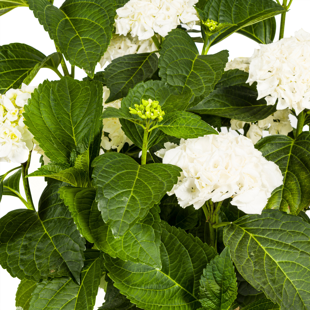 Hydrangea macrophylla White Ø24cm - ↕70 - 80cm - Botanic-Vibes