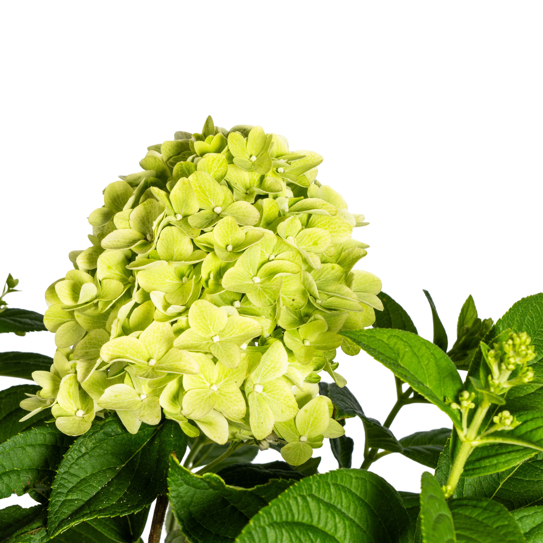 Hydrangea paniculata Limelight Ø19cm - ↕40 - 60cm - Botanic-Vibes